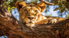  A Close Up Of A Lion Laying On A Tree Branch.  Generative Ai