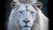  a white lion with blue eyes looks at the camera with a black background.  generative ai