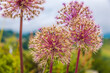 Beautiful close-up view of several globe shaped flower heads of the Allium cristophii, the Persian onion or Star of Persia. The flowering plants grow at the Bürgenstock Resort in Switzerland.