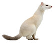 White ermine isolated on the transparent background PNG. AI generative.