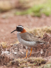 Wall Mural - diademed sandpiper-plover, phegornis mitchellii