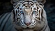  a close up of a white tiger with blue eyes looking at the camera.  generative ai