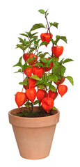 Wall Mural - Physalis	en pot