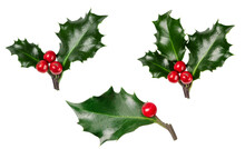 Set Of Holly Berries Branch Isolated On Transparent Background. Christmas Holly Branch For Design.