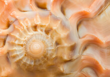 Harp Snail Seashell