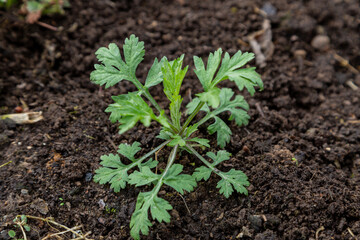 Wall Mural - wormwood weed in the garden