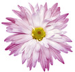 Purple   chrysanthemum flower  on isolated background with clipping path. Closeup.   Transparent background.  Nature.