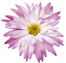Purple   Chrysanthemum Flower  On White Isolated Background With Clipping Path. Closeup..  Nature.