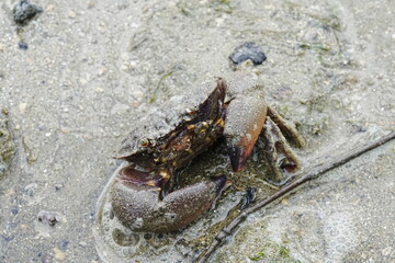 Poster - Maroon stone crab|Stone crabs on Singapore shores|石頭蟹