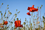 Fototapeta Fototapeta w kwiaty na ścianę - Czerwone maki, makówki, kwiaty polne, maki na łące. Red poppies, poppies, field flowers, poppies in the meadow.