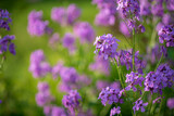 Fototapeta Kwiaty - lunaria flowers in the garden