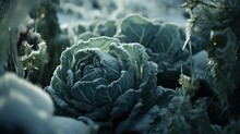 Frozen Cabbage. AI Generative Image.