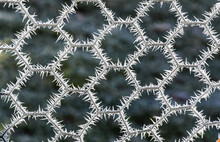 Winter Frost On A Wire Fence