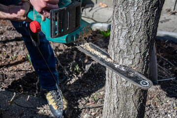 Lumberjack sawing tree chainsaw in the bright sun. A man with an electric saw cuts a log. construction and lumber.