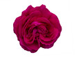 Single Dark magenta rose is on black background. Detail for creating a collage