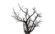 Drought tree silhouette isolated on transparent, dead tree trunk and branches, arid climate
