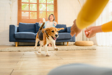 A Beagle puppy, dog running on the floor inside a home during the day.