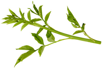 Wall Mural - brach of a rose with leaves isolated on transparent background