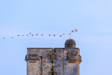 Wall Mural - A flock of flamingos at sunset in golden light in the water of the Etang de Perols near Montpellier