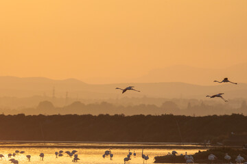 Wall Mural - A flock of flamingos at sunset in golden light in the water of the Etang de Perols near Montpellier