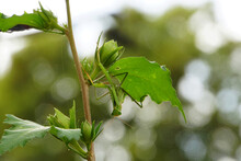 Close-up Of Mantis Religiosa Under A Green Leaf