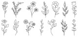 Fototapeta Kwiaty - Set of wild flowers and leaves. Hand drawn line branches and blooming. Can use for wedding invitations, greeting cards, posters and others.