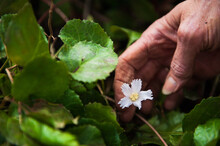 The Hand Of An Old Woman Reaching For A Small White Flower In A Garden