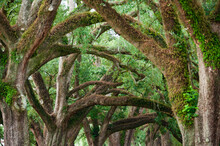 Live Oaks In Memphis, Tennessee