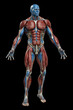 Anatomical model of human body with muscular and circulatory systems on dark background. Created with Generative AI