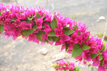 Wall Mural - bougainvillea