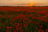 Fototapeta Do pokoju - Field of red common poppy flowers in Szeged