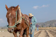Connection with nature: Mexican peasant farmer and his horse working on amaranth 