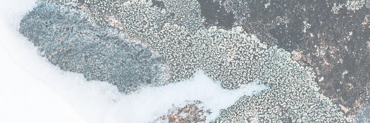 Wall Mural - Lichen stone in the snow. Natural winter background. Closeup top view. The nature of the Arctic. Polar region.