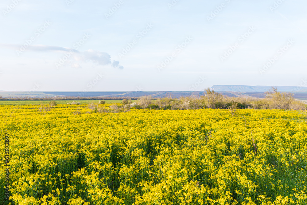 Beautiful meadow field with fresh grass and yellow wild flowers in ...
