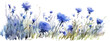 field cornflower watercolor on a transparent background glade