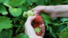 The girl harvests strawberries in the garden. Close-up.