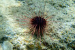 Hatpin sea urchin - Centrostephanus longispinus