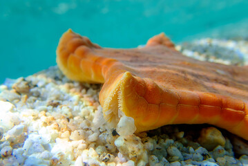 Wall Mural - Placenta biscuit starfish, Underwater image into the Mediterranean Sea - (Sphaerodiscus placenta)