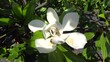 Honigbienen suchen Nektar in der Blüte einer Immergrünen Magnolie (Magnolia grandiflora) 