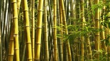Fototapeta  - Photo gold bamboo forest seamless Generative AI