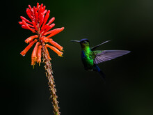 Fiery-throated Hummingbird In Flight Feeding On Orange Flower Against Green Background