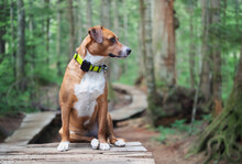 Dog With Gps Tracker In Forest. Puppy Dog Sitting With Tracking Collar And Bear Bell On Wooden Hiking Trail. Forest Safety For Dog Who Like To Hunt Or Disappear. Female Harrier Mix. Selective Focus.