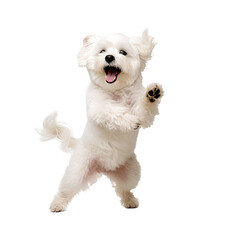 Poster -  Happy and Cute dog Laughing