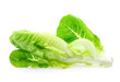 Fresh lettuce (baby cos) on white background