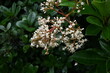 Sweet viburnum flowers.Viburnaceae evergreen tree. Many small white flowers bloom in early summer, and berries ripen red in autumn. Trees are used as hedges.