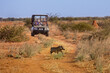 Africa Safari travel with wild warthog crossing trail as tourists watch and explore