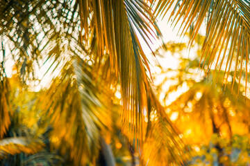 Sticker - Tropical background sunset coconut palm leaves. Closeup nature view of palm leaves background textures. Abstract relaxing natural sunlight. Exotic nature pattern, botany jungle, artistic foliage lush