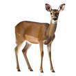 female roe deer isolated on transparent background cutout