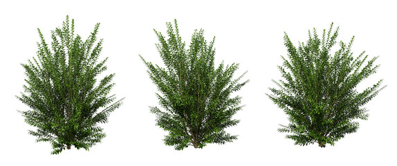 Ligustrum ovalifolium plant on transparent background, garden design, outdoor plants, 3d render illustration.
