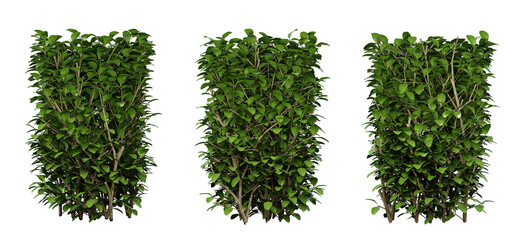Ligustrum ovalifolium plant on transparent background, garden design, outdoor plants, 3d render illustration.